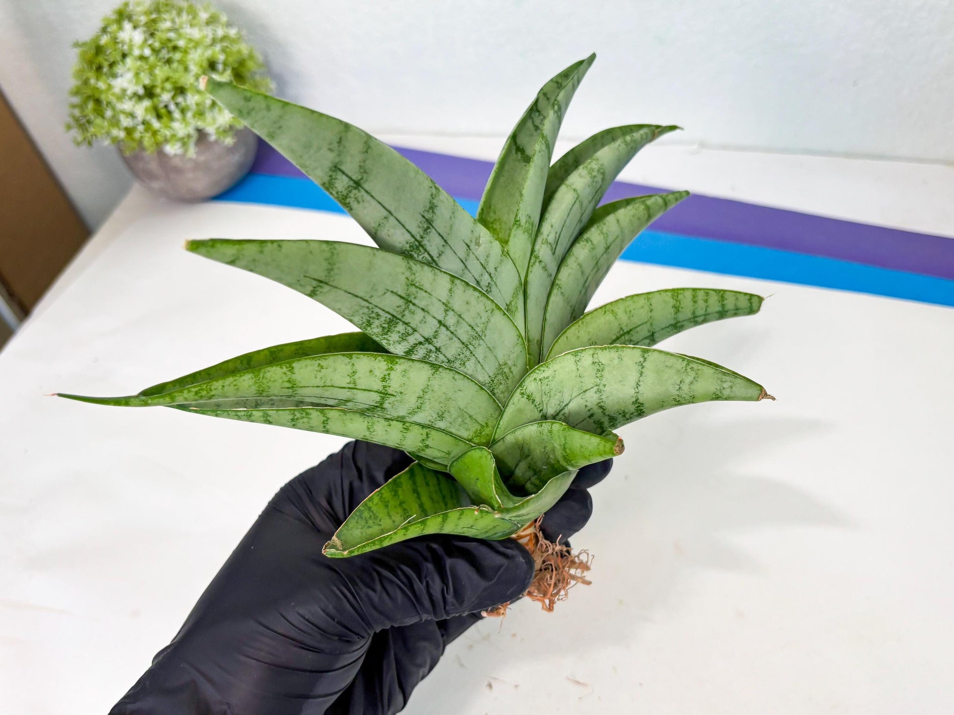 Sansevieria Sagahayang (ha7) (6) | Only For Advanced Collectors!