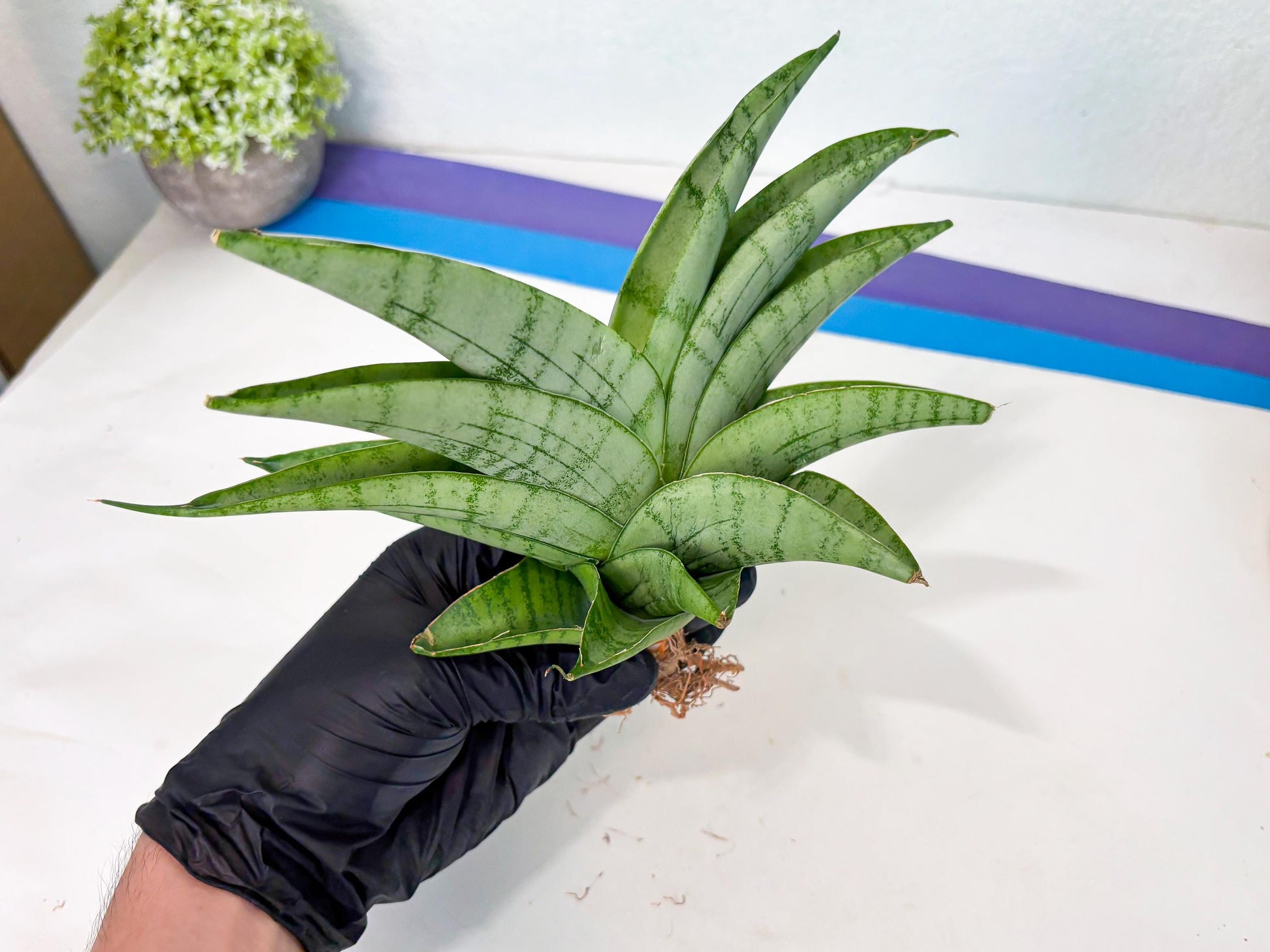 Sansevieria Sagahayang (ha7) (6) | Only For Advanced Collectors!