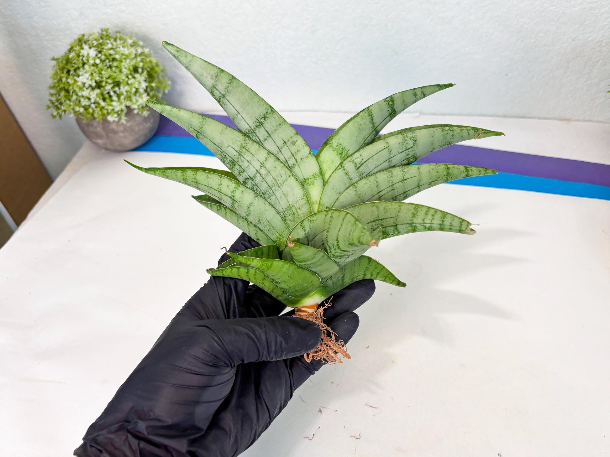 Sansevieria Sagahayang (ha7) (6) | Only For Advanced Collectors!
