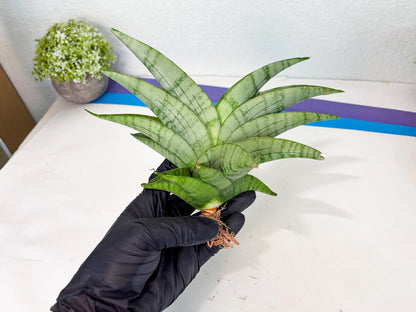 Sansevieria Sagahayang (ha7) (6) | Only For Advanced Collectors!
