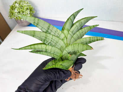 Sansevieria Sagahayang (ha7) (6) | Only For Advanced Collectors!