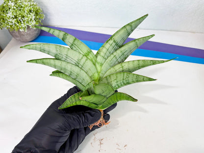 Sansevieria Sagahayang (ha7) (6) | Only For Advanced Collectors!
