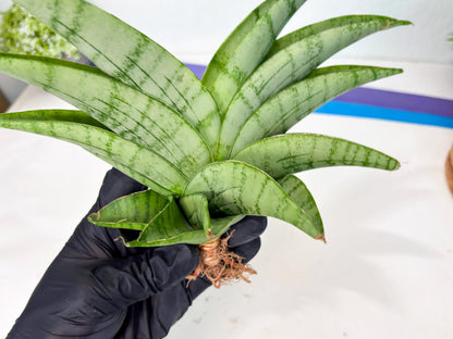 Sansevieria Sagahayang (ha7) (6) | Only For Advanced Collectors!