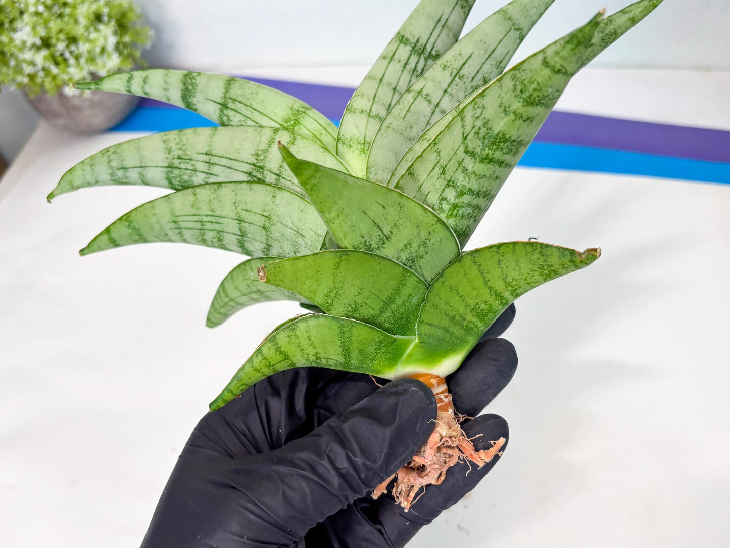 Sansevieria Sagahayang (ha7) (6) | Only For Advanced Collectors!