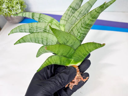 Sansevieria Sagahayang (ha7) (6) | Only For Advanced Collectors!