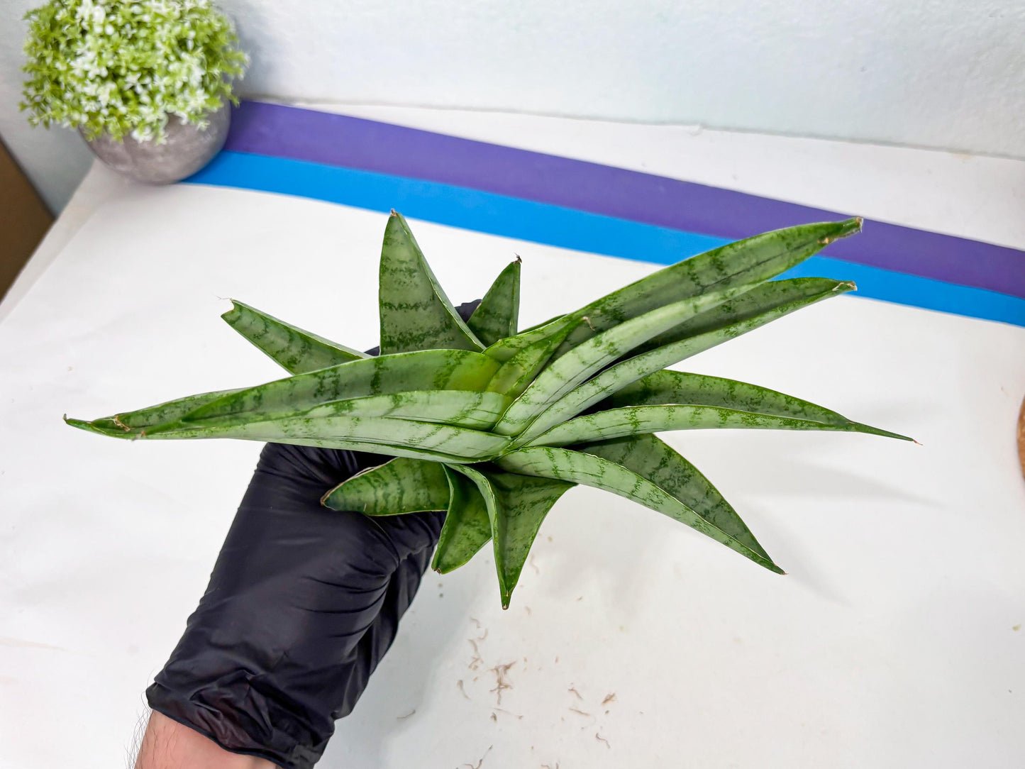 Sansevieria Sagahayang (ha7) (6) | Only For Advanced Collectors!