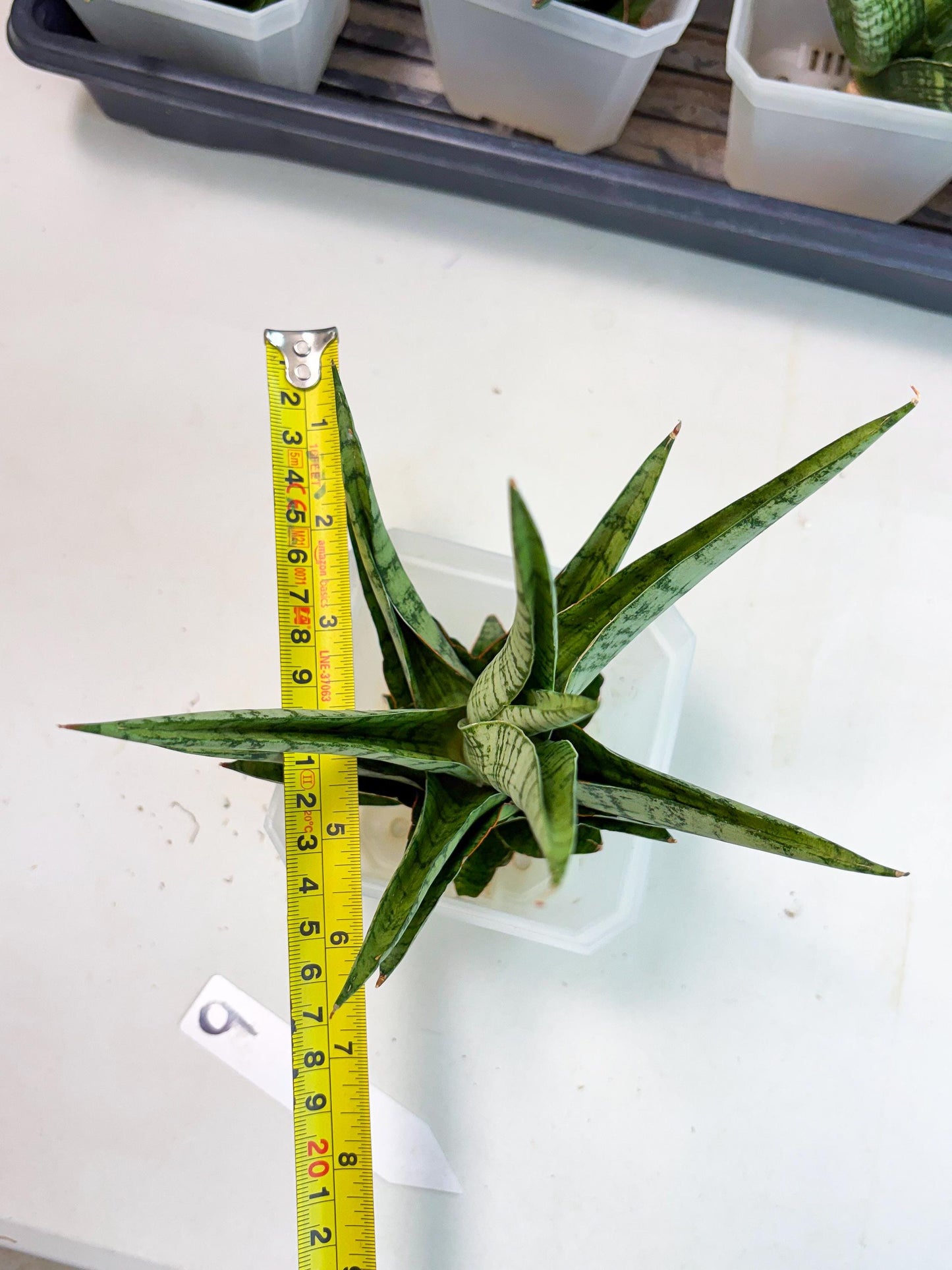 Sansevieria Galaxy (Ha9) (9) | Imported Hybrids