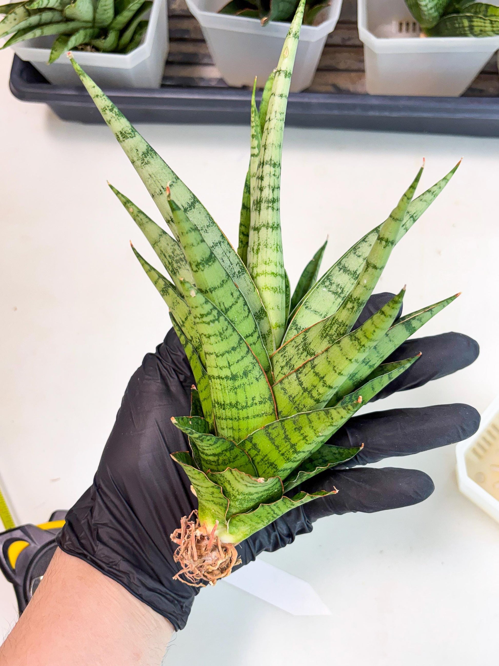 Sansevieria Galaxy (Ha9) (9) | Imported Hybrids