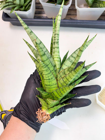 Sansevieria Galaxy (Ha9) (9) | Imported Hybrids