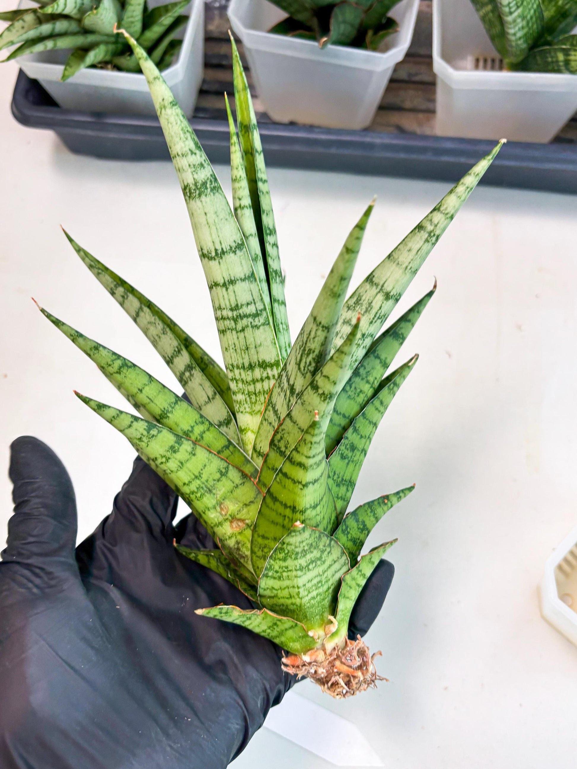 Sansevieria Galaxy (Ha9) (9) | Imported Hybrids