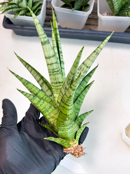 Sansevieria Galaxy (Ha9) (9) | Imported Hybrids