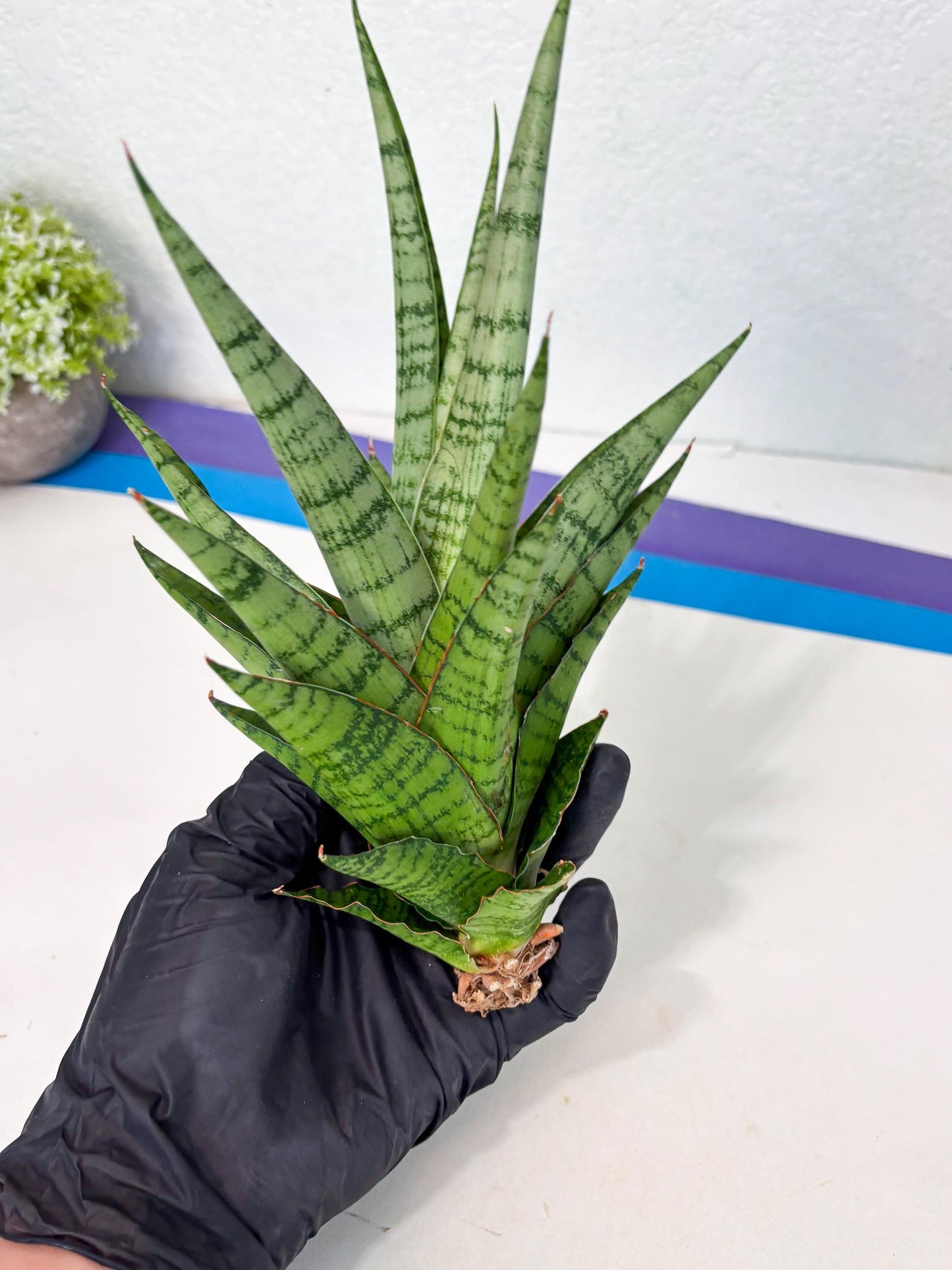 Sansevieria Galaxy (Ha9) (9) | Imported Hybrids