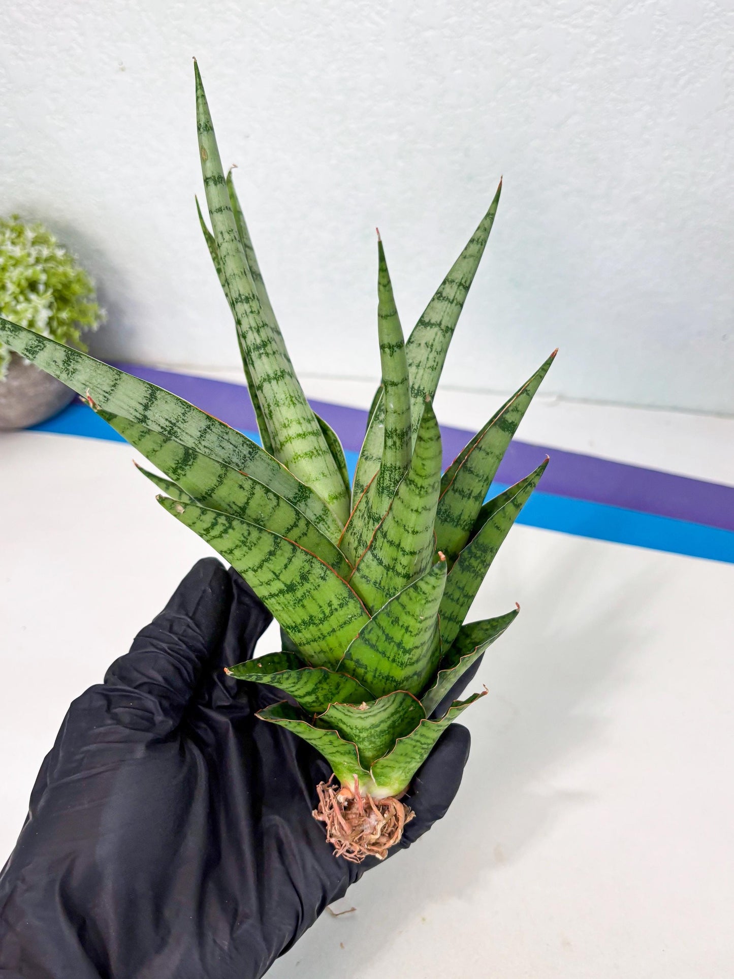 Sansevieria Galaxy (Ha9) (9) | Imported Hybrids