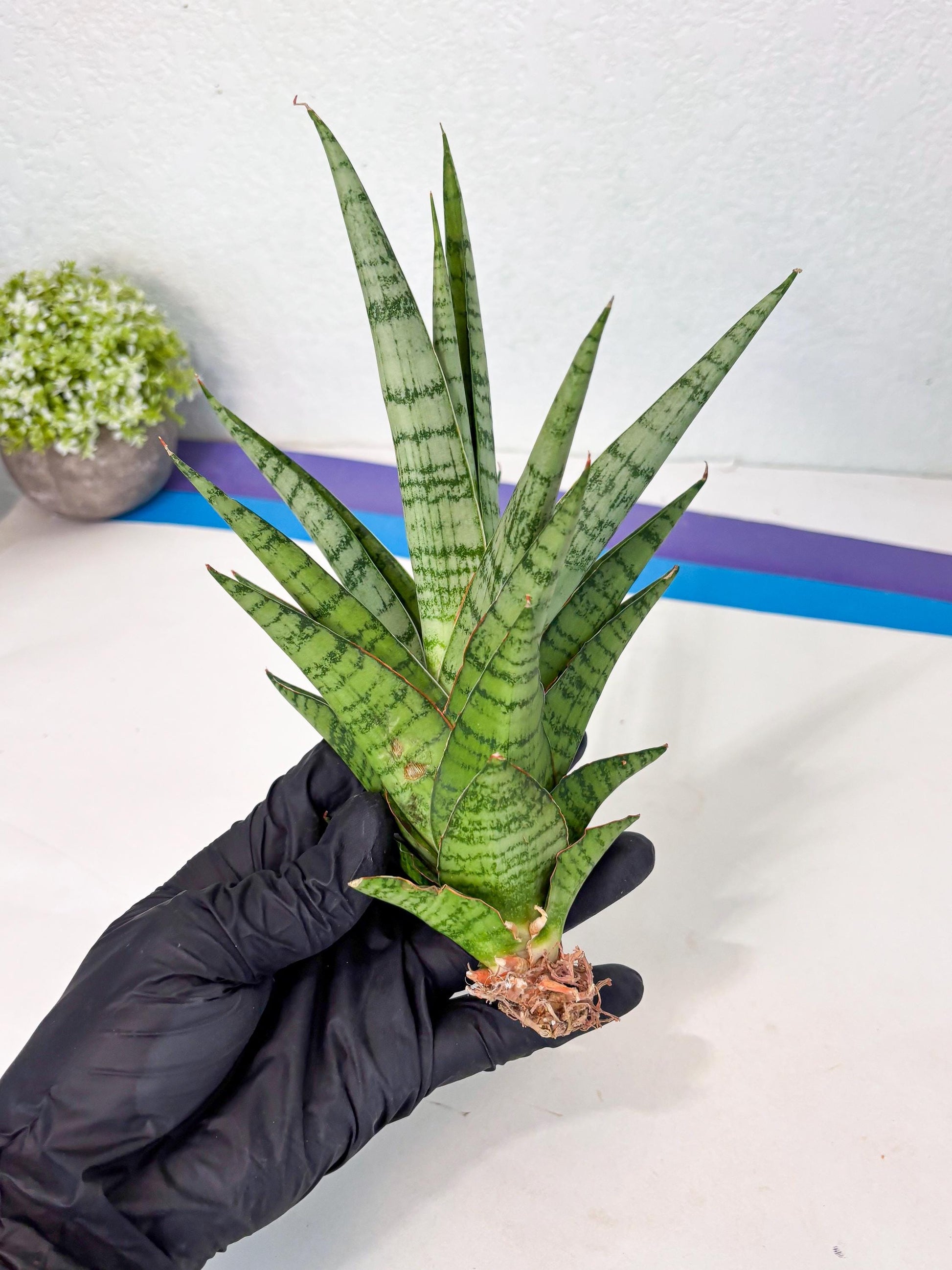 Sansevieria Galaxy (Ha9) (9) | Imported Hybrids