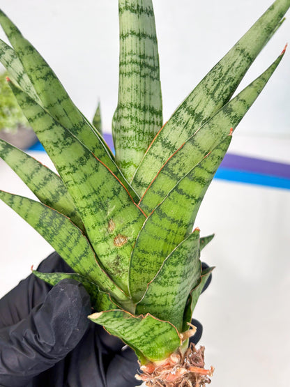 Sansevieria Galaxy (Ha9) (9) | Imported Hybrids