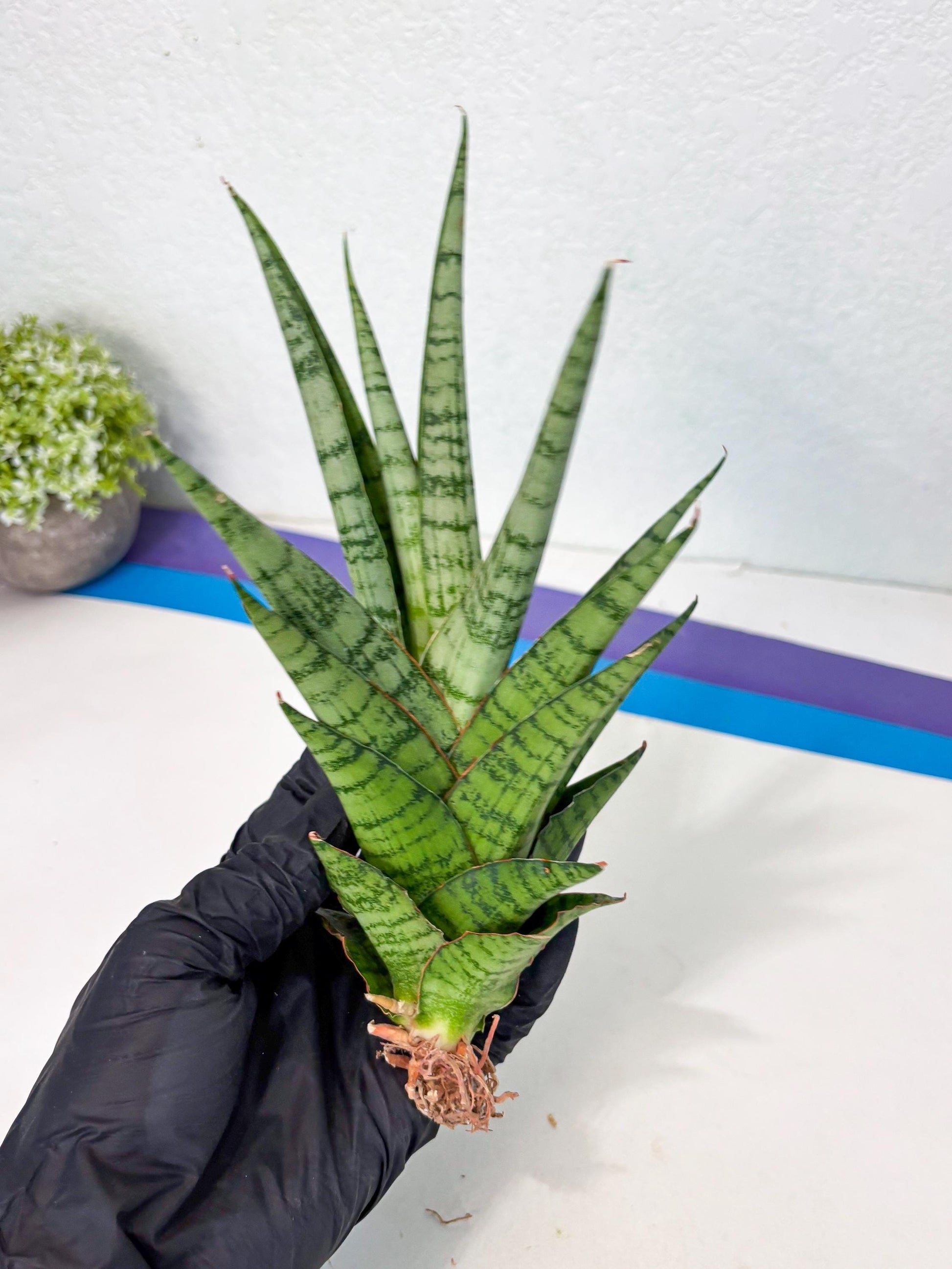 Sansevieria Galaxy (Ha9) (9) | Imported Hybrids