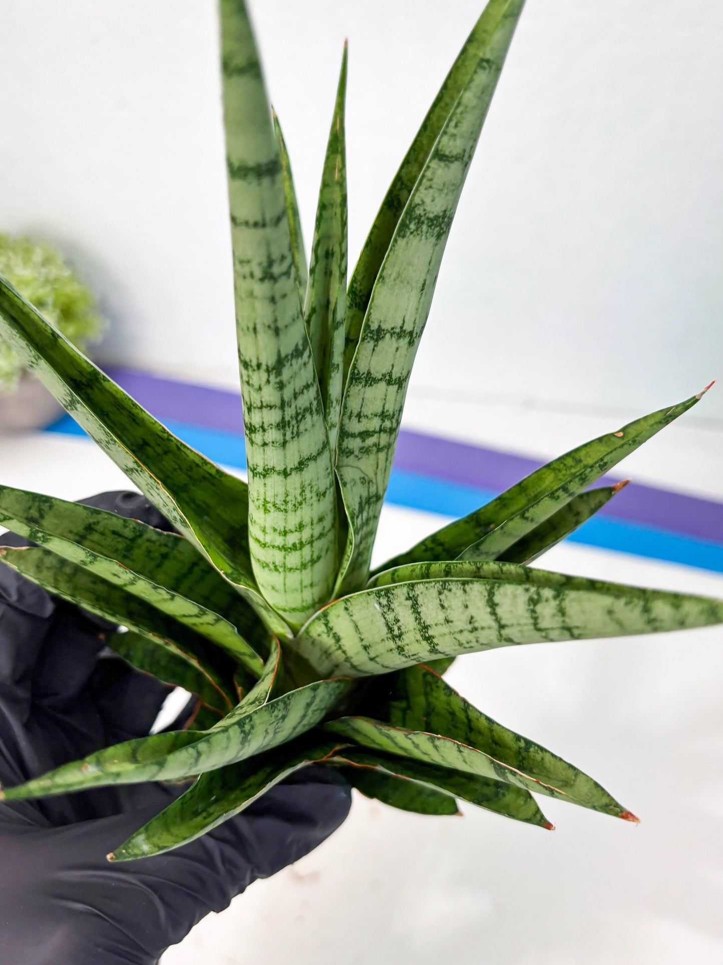 Sansevieria Galaxy (Ha9) (9) | Imported Hybrids