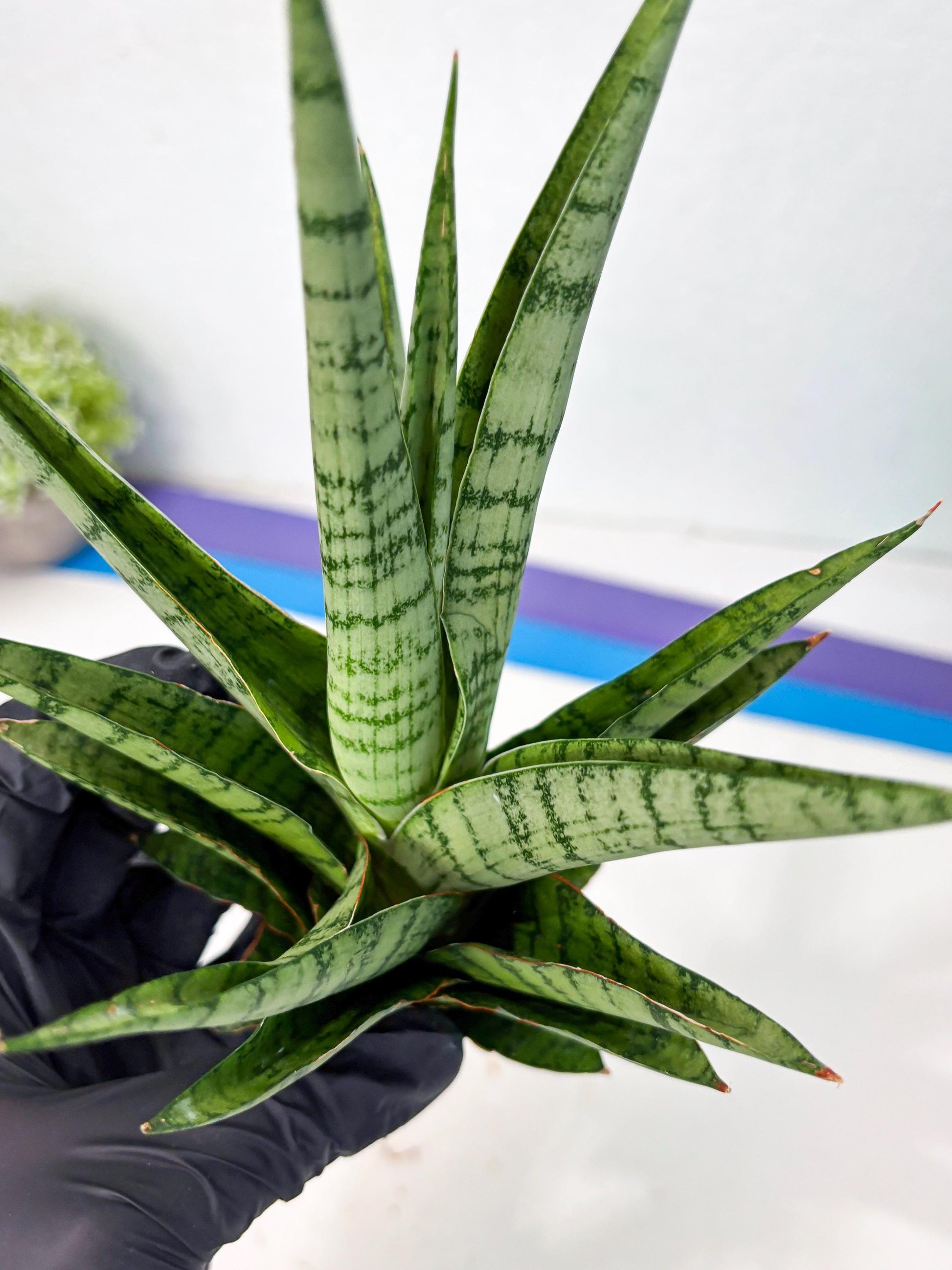 Sansevieria Galaxy (Ha9) (9) | Imported Hybrids