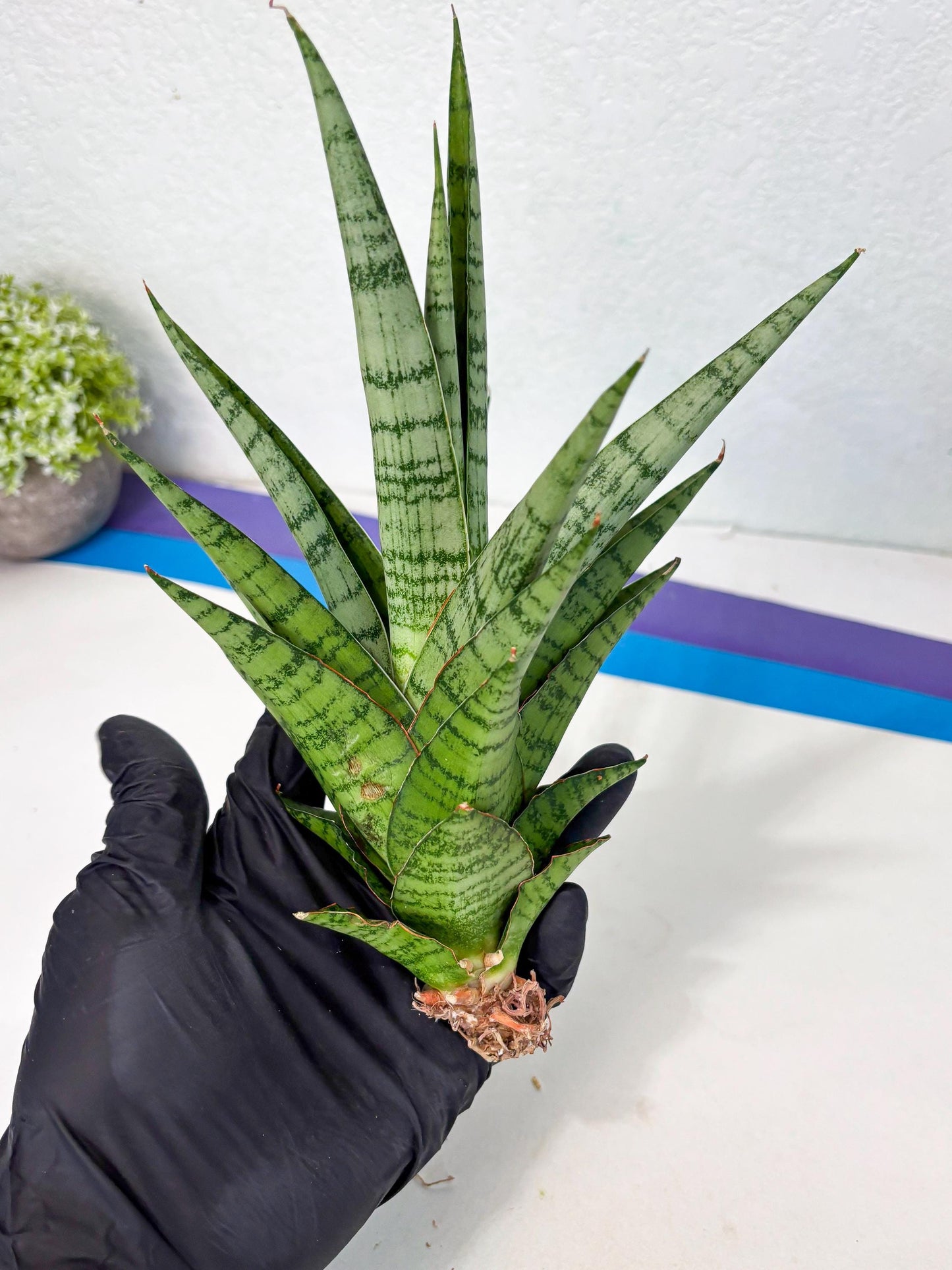 Sansevieria Galaxy (Ha9) (9) | Imported Hybrids