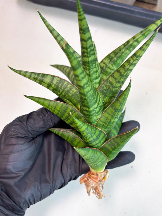 Sansevieria Cordova x dwonsi x ariella (Ha7) (10) | Imported Hybrids