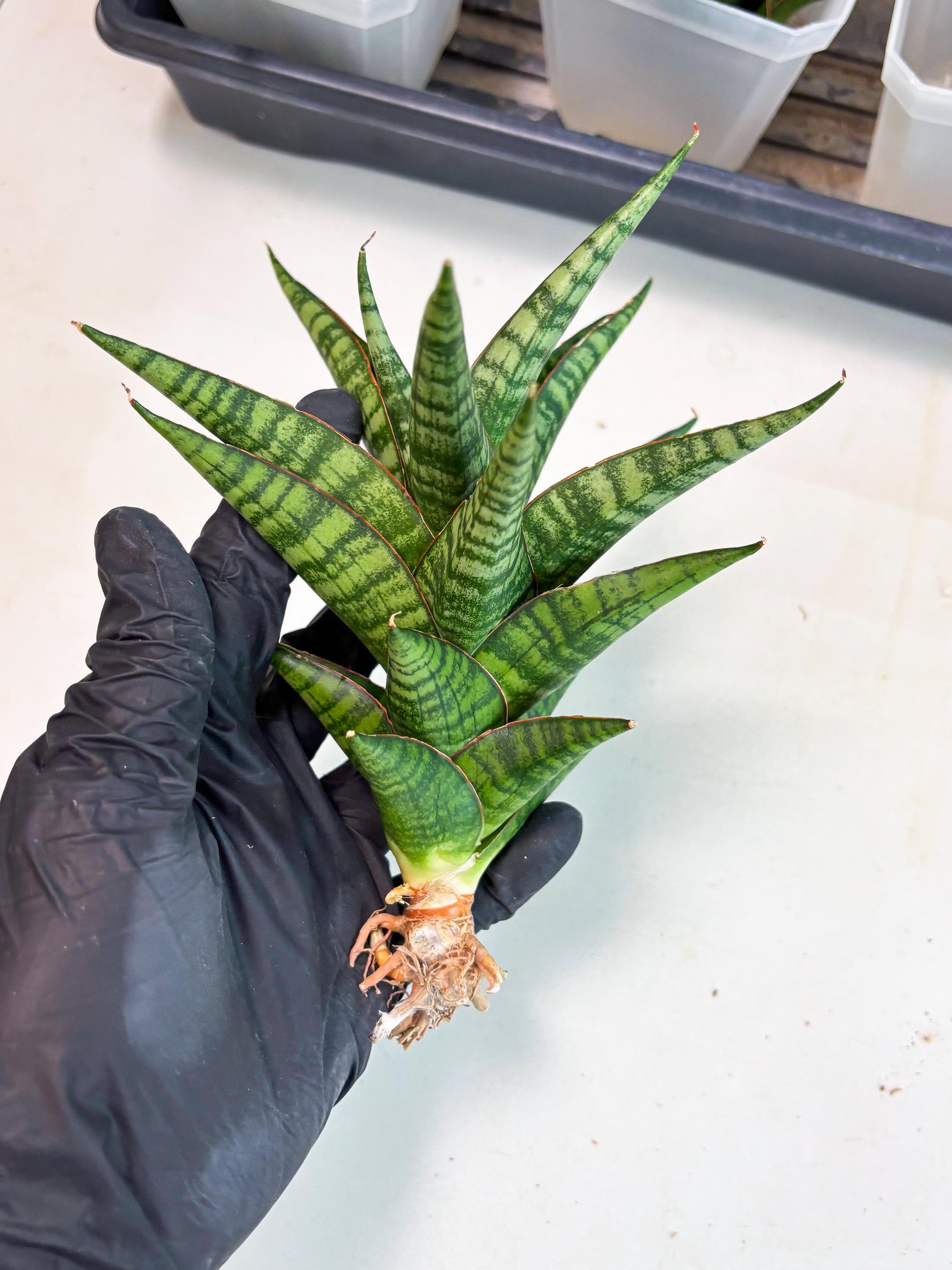 Sansevieria Cordova x dwonsi x ariella (Ha7) (10) | Imported Hybrids