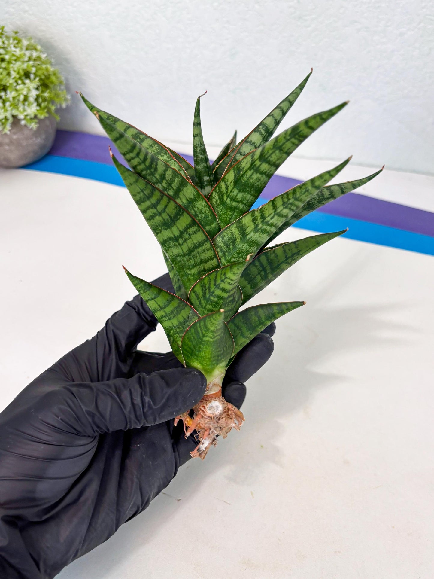 Sansevieria Cordova x dwonsi x ariella (Ha7) (10) | Imported Hybrids