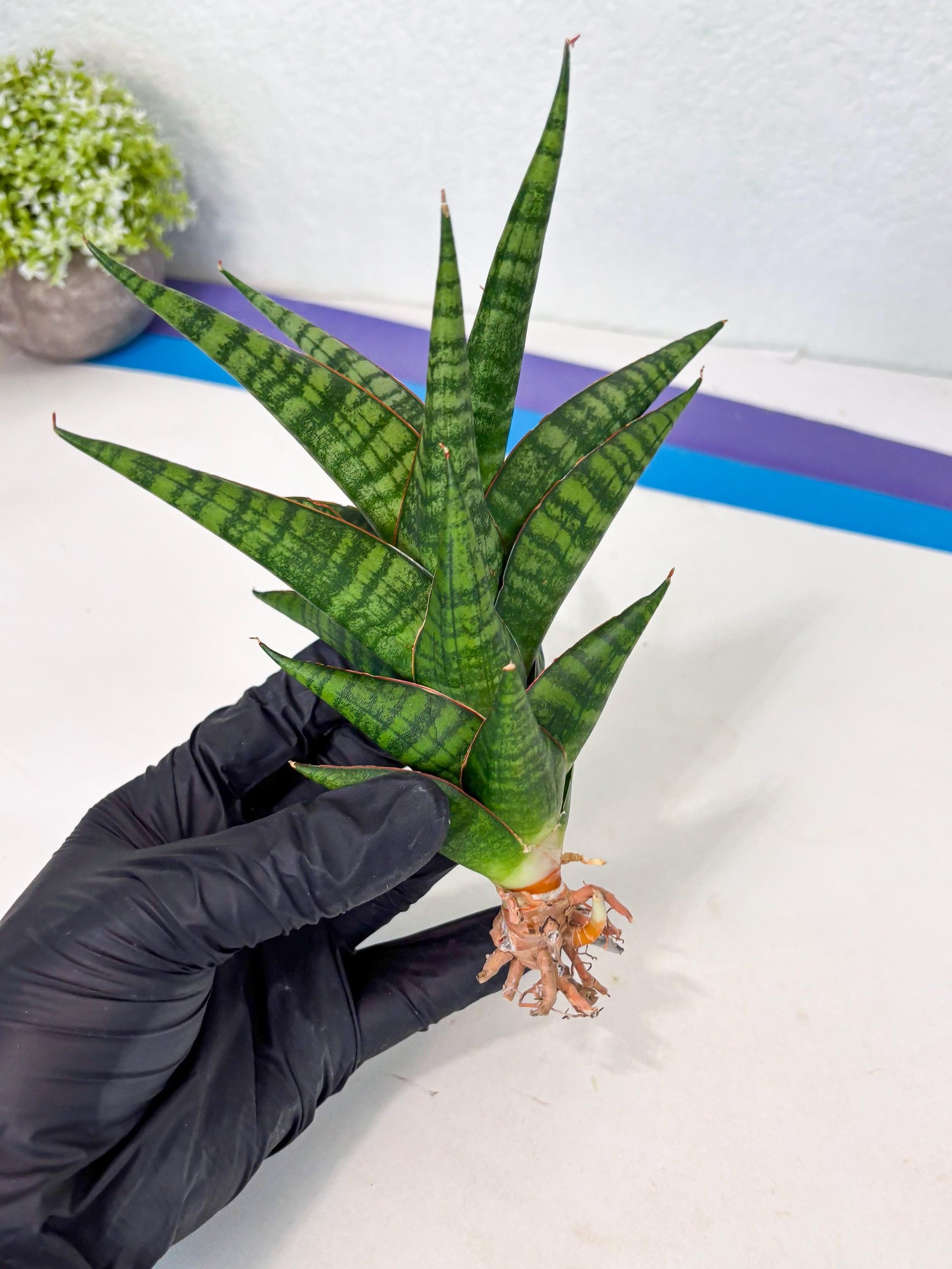 Sansevieria Cordova x dwonsi x ariella (Ha7) (10) | Imported Hybrids