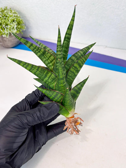 Sansevieria Cordova x dwonsi x ariella (Ha7) (10) | Imported Hybrids