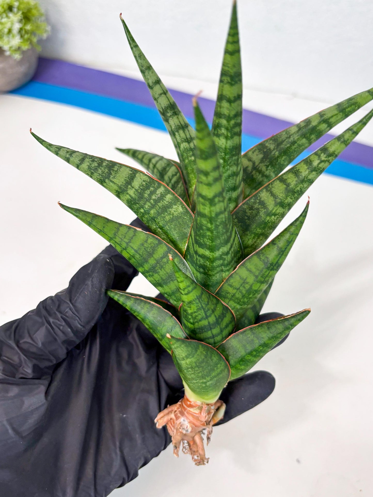 Sansevieria Cordova x dwonsi x ariella (Ha7) (10) | Imported Hybrids