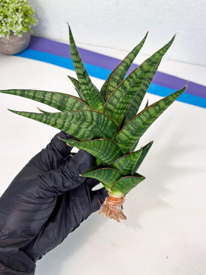 Sansevieria Cordova x dwonsi x ariella (Ha7) (10) | Imported Hybrids