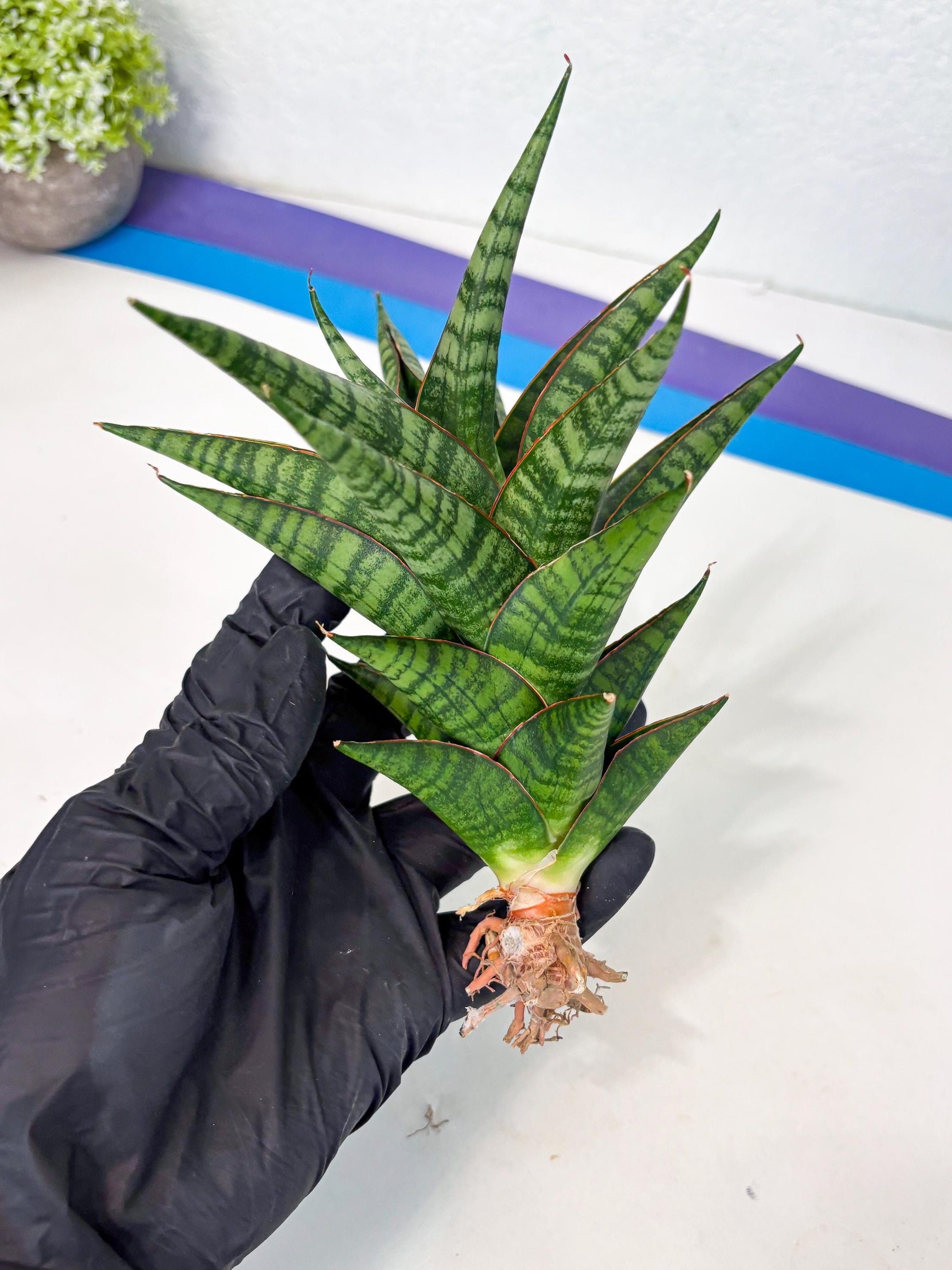Sansevieria Cordova x dwonsi x ariella (Ha7) (10) | Imported Hybrids