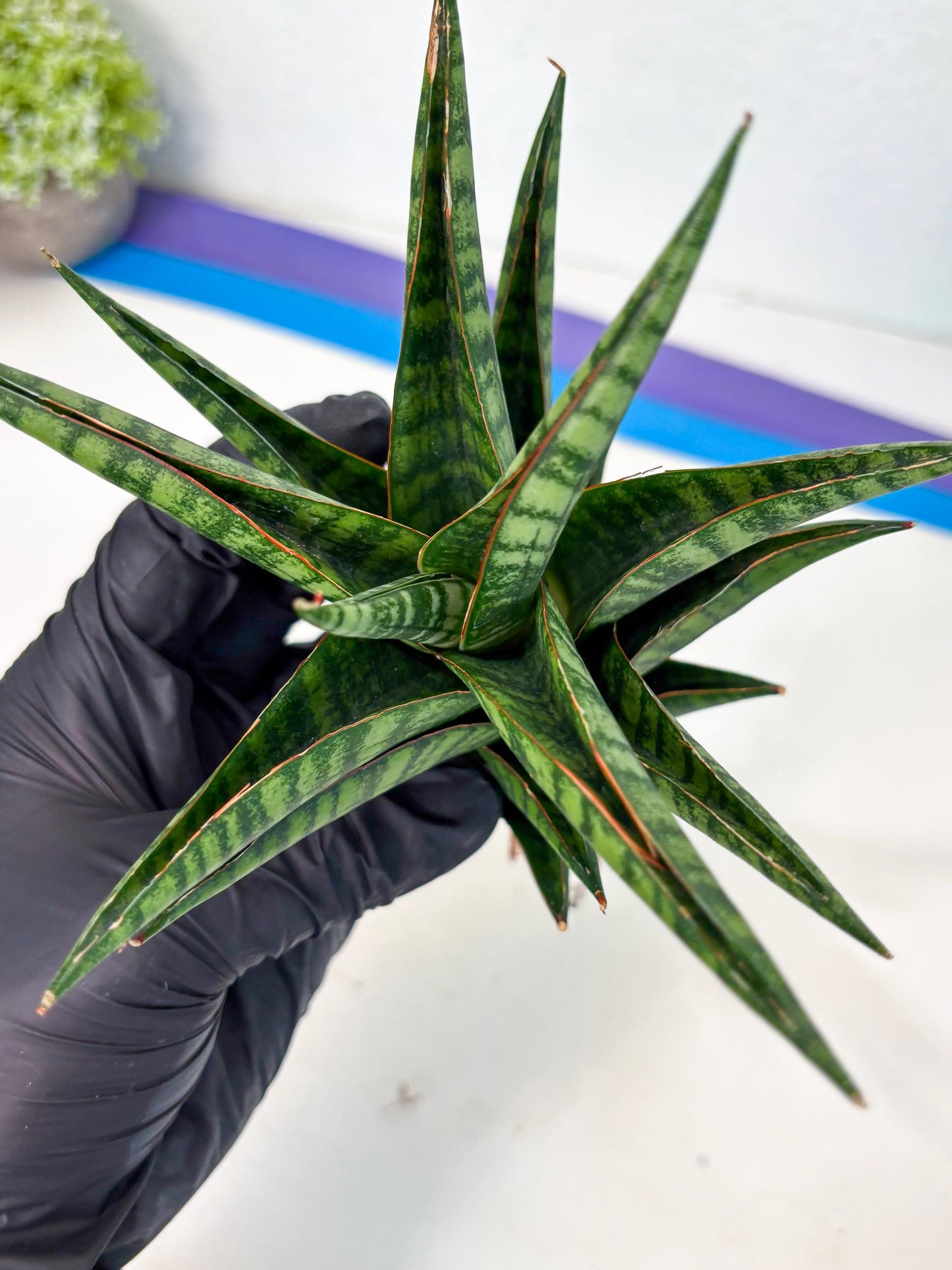 Sansevieria Cordova x dwonsi x ariella (Ha7) (10) | Imported Hybrids