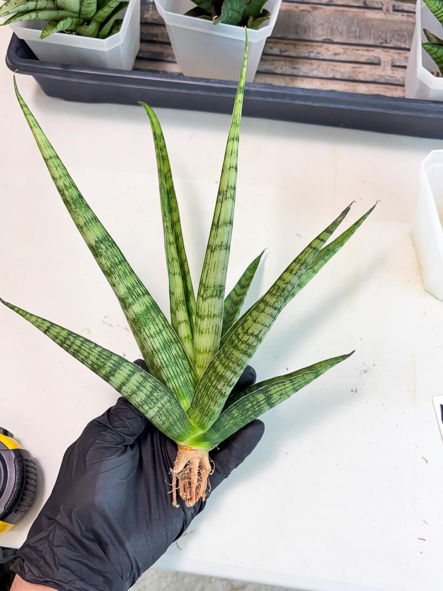 Sansevieria Plengkung (Ha7) (11) | Imported Hybrids