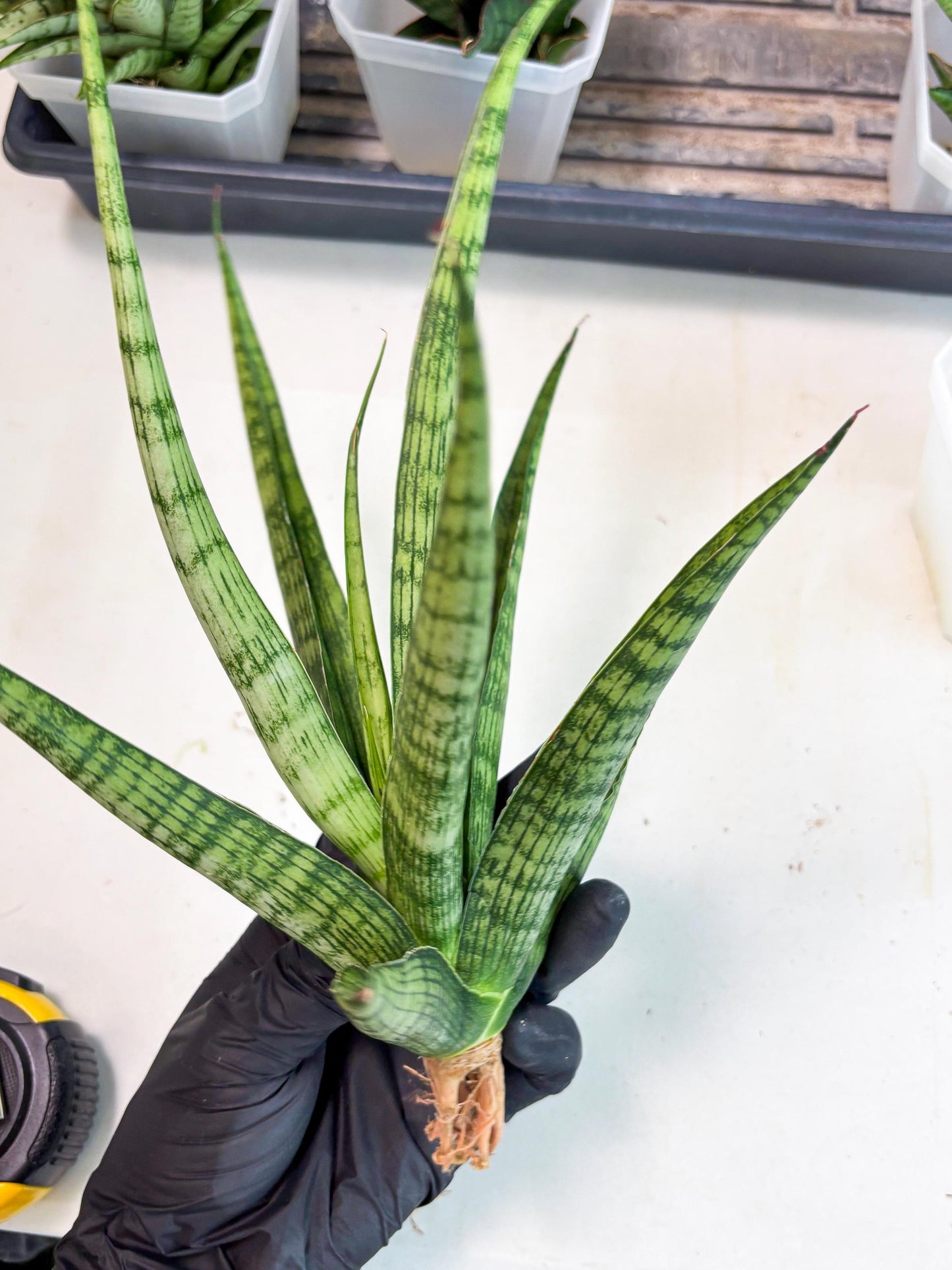 Sansevieria Plengkung (Ha7) (11) | Imported Hybrids