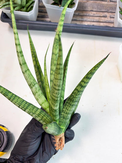 Sansevieria Plengkung (Ha7) (11) | Imported Hybrids
