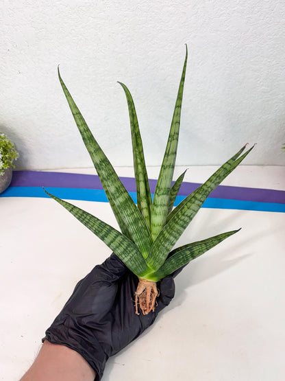 Sansevieria Plengkung (Ha7) (11) | Imported Hybrids