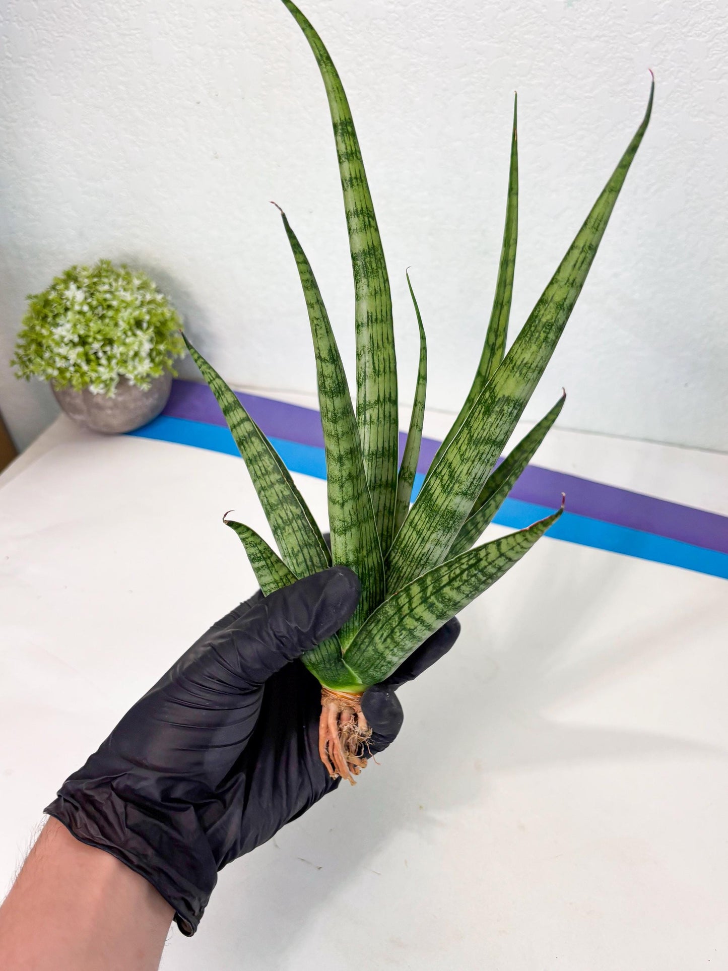 Sansevieria Plengkung (Ha7) (11) | Imported Hybrids