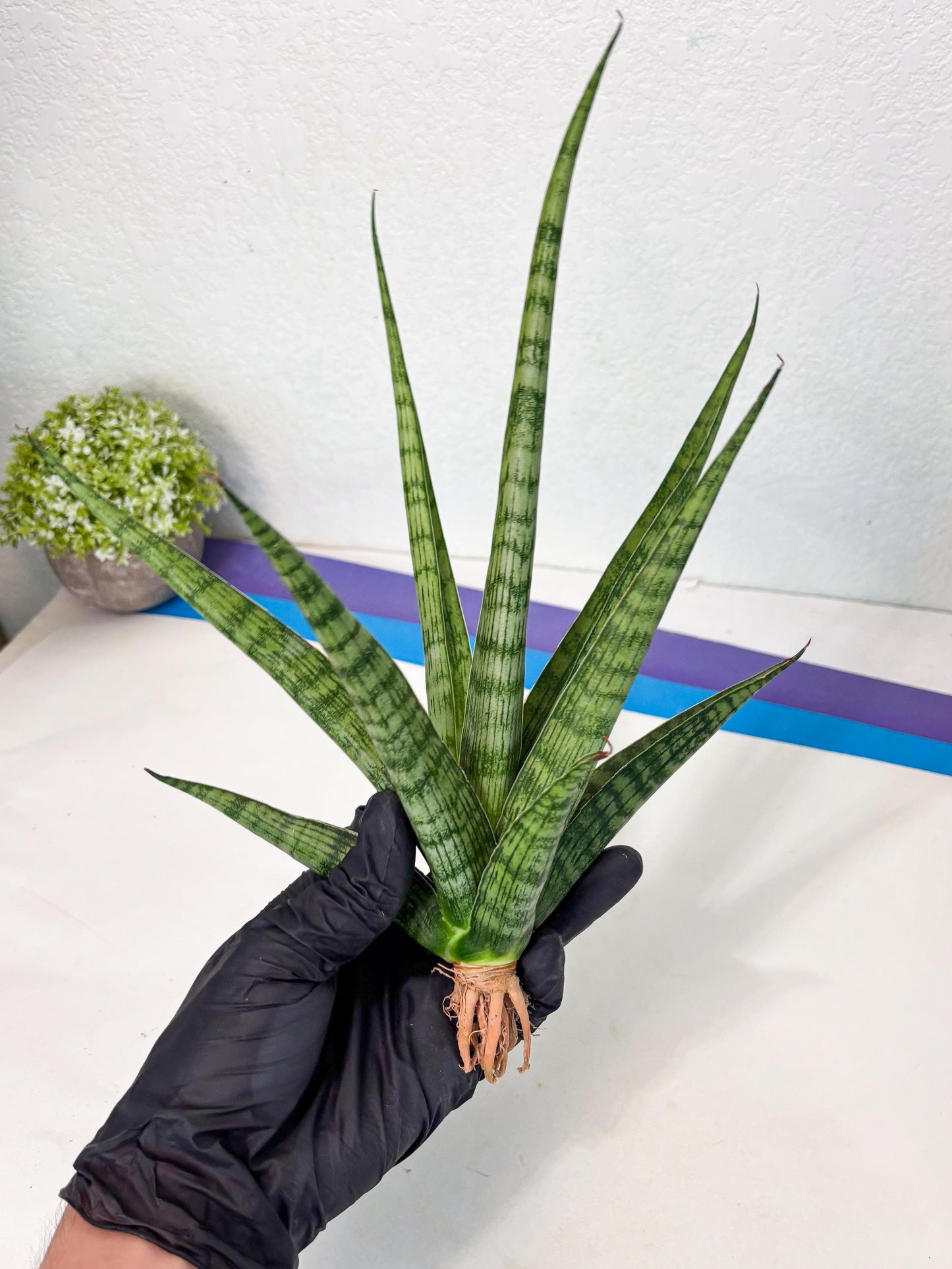 Sansevieria Plengkung (Ha7) (11) | Imported Hybrids