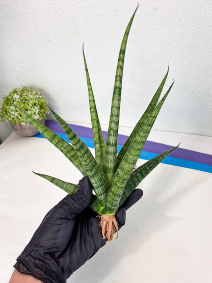 Sansevieria Plengkung (Ha7) (11) | Imported Hybrids