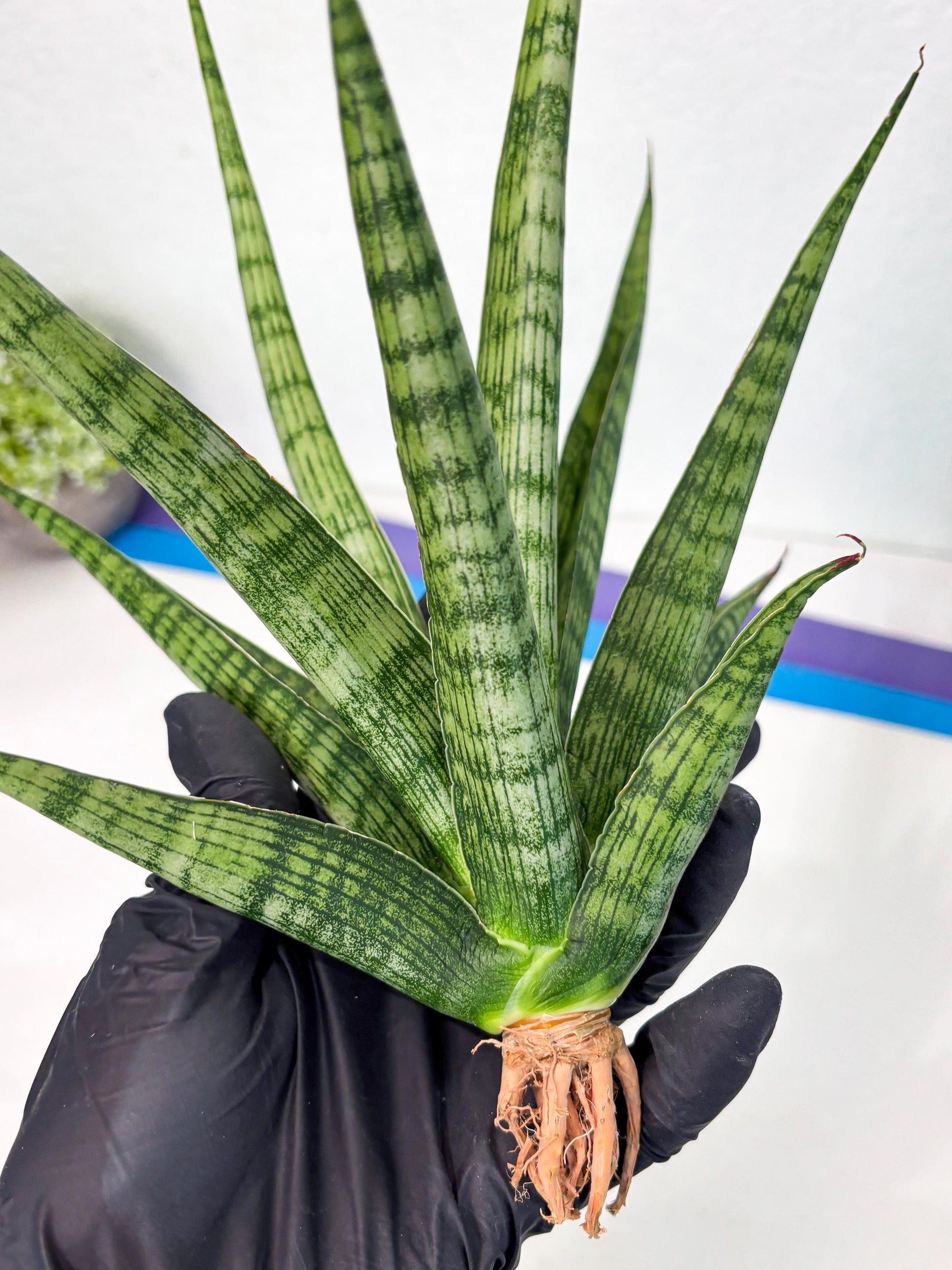 Sansevieria Plengkung (Ha7) (11) | Imported Hybrids