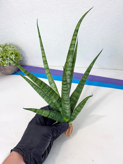 Sansevieria Plengkung (Ha7) (11) | Imported Hybrids