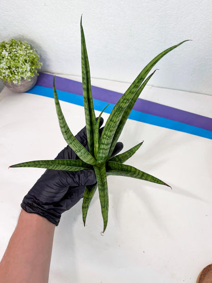 Sansevieria Plengkung (Ha7) (11) | Imported Hybrids