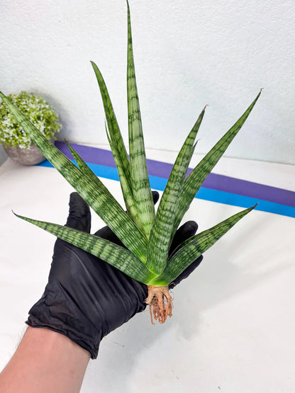 Sansevieria Plengkung (Ha7) (11) | Imported Hybrids