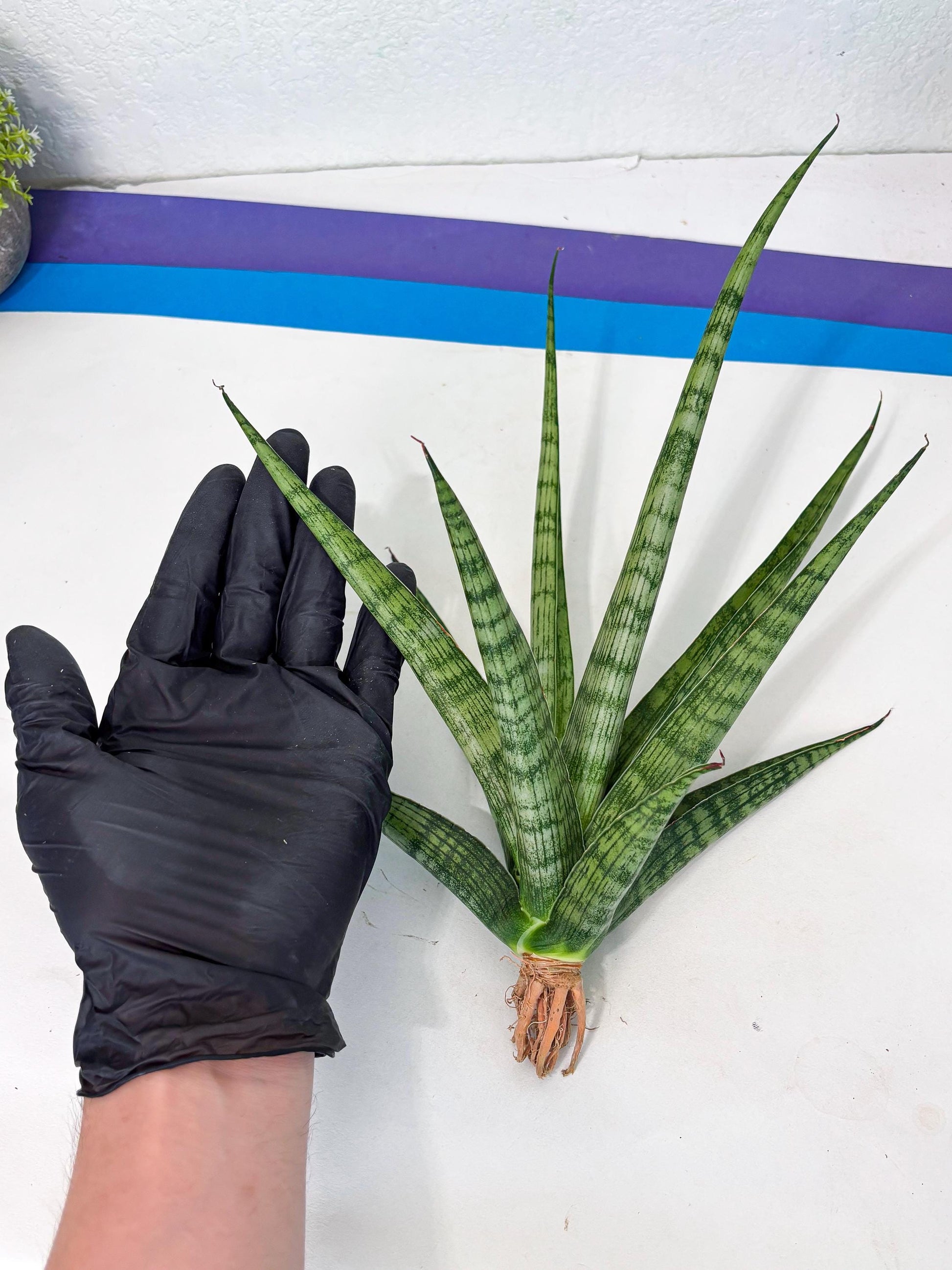 Sansevieria Plengkung (Ha7) (11) | Imported Hybrids