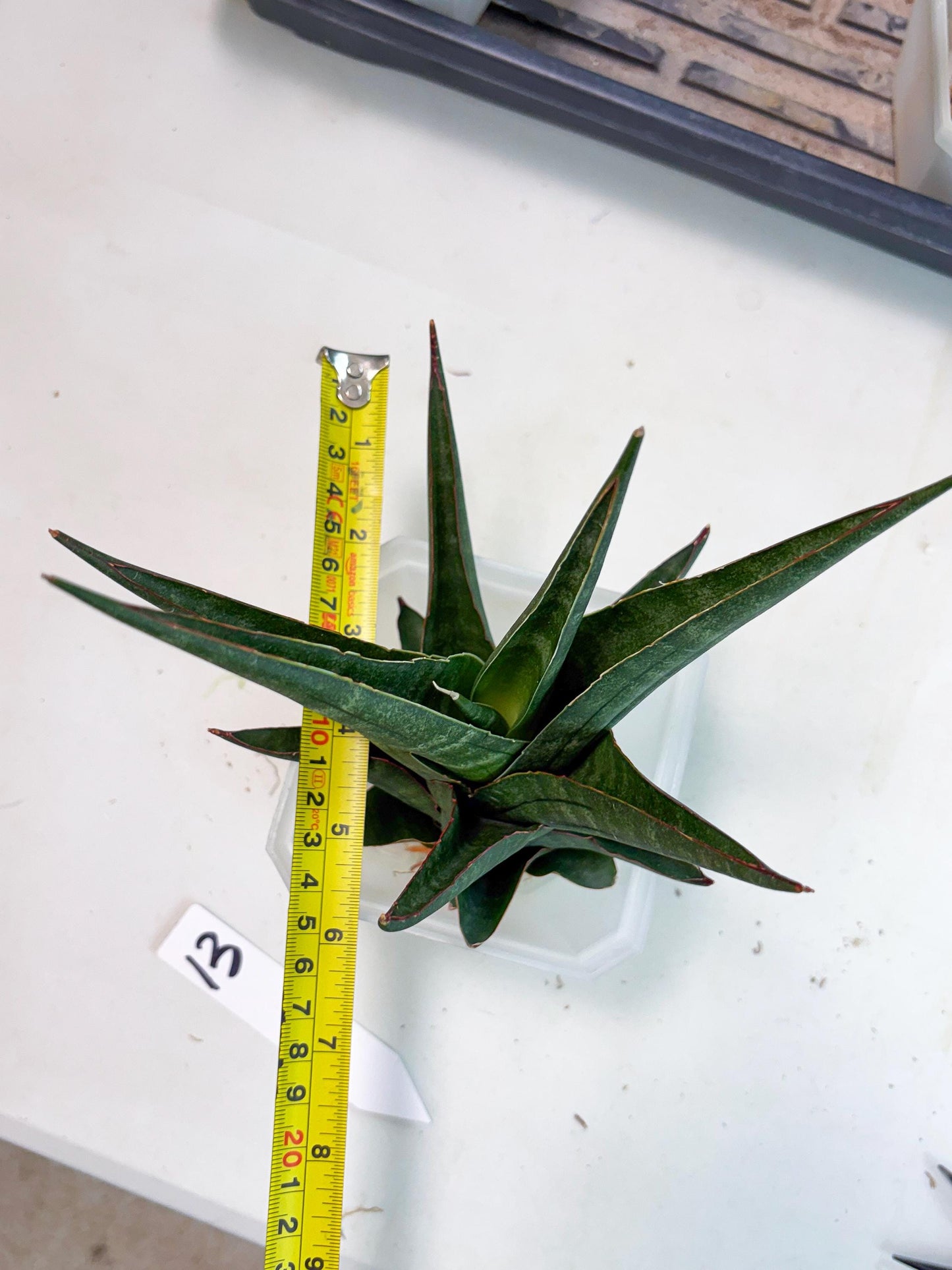 Sansevieria Manny Pacquiao X Boncel (Ha7) (13) | Hybrids