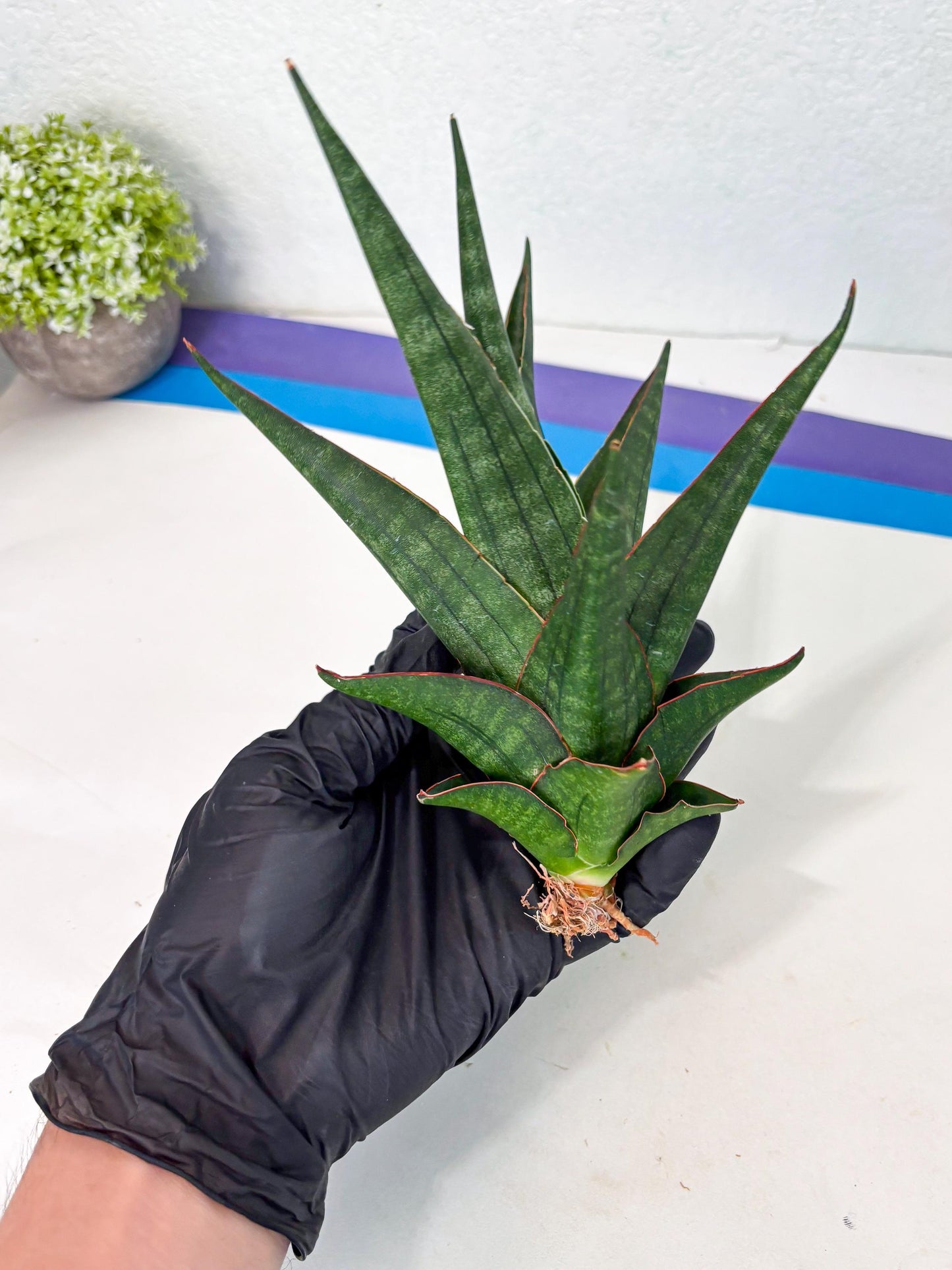 Sansevieria Manny Pacquiao X Boncel (Ha7) (13) | Hybrids