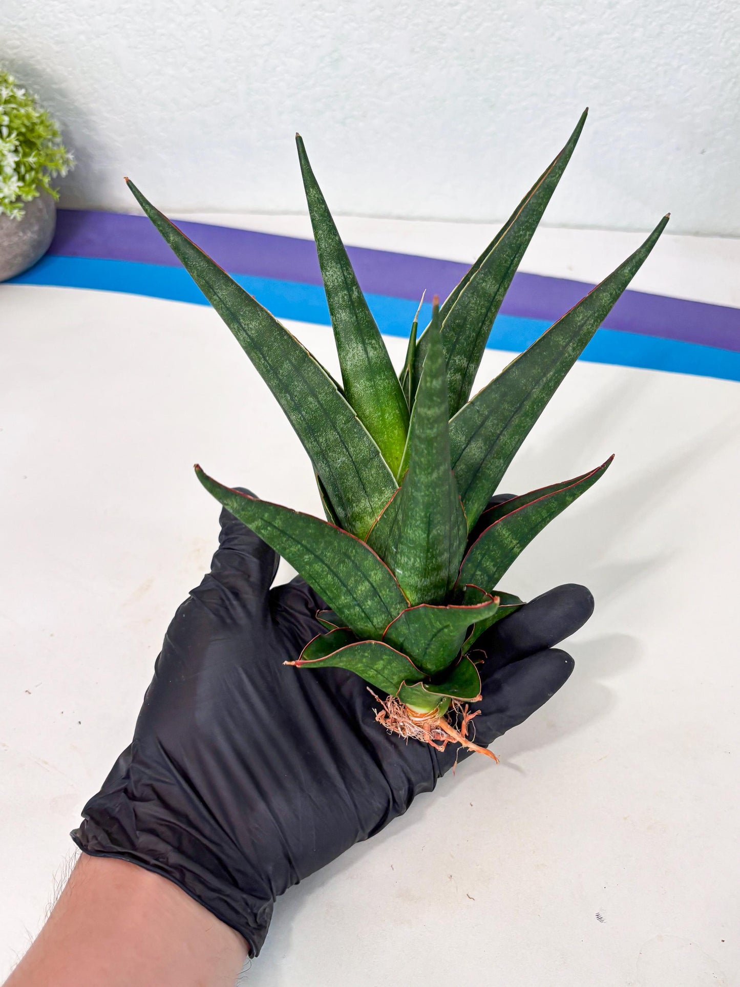 Sansevieria Manny Pacquiao X Boncel (Ha7) (13) | Hybrids