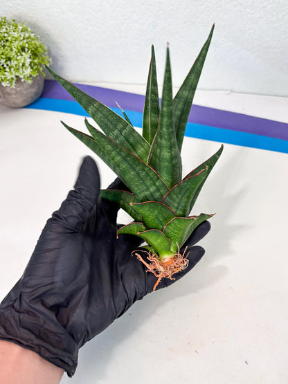 Sansevieria Manny Pacquiao X Boncel (Ha7) (13) | Hybrids