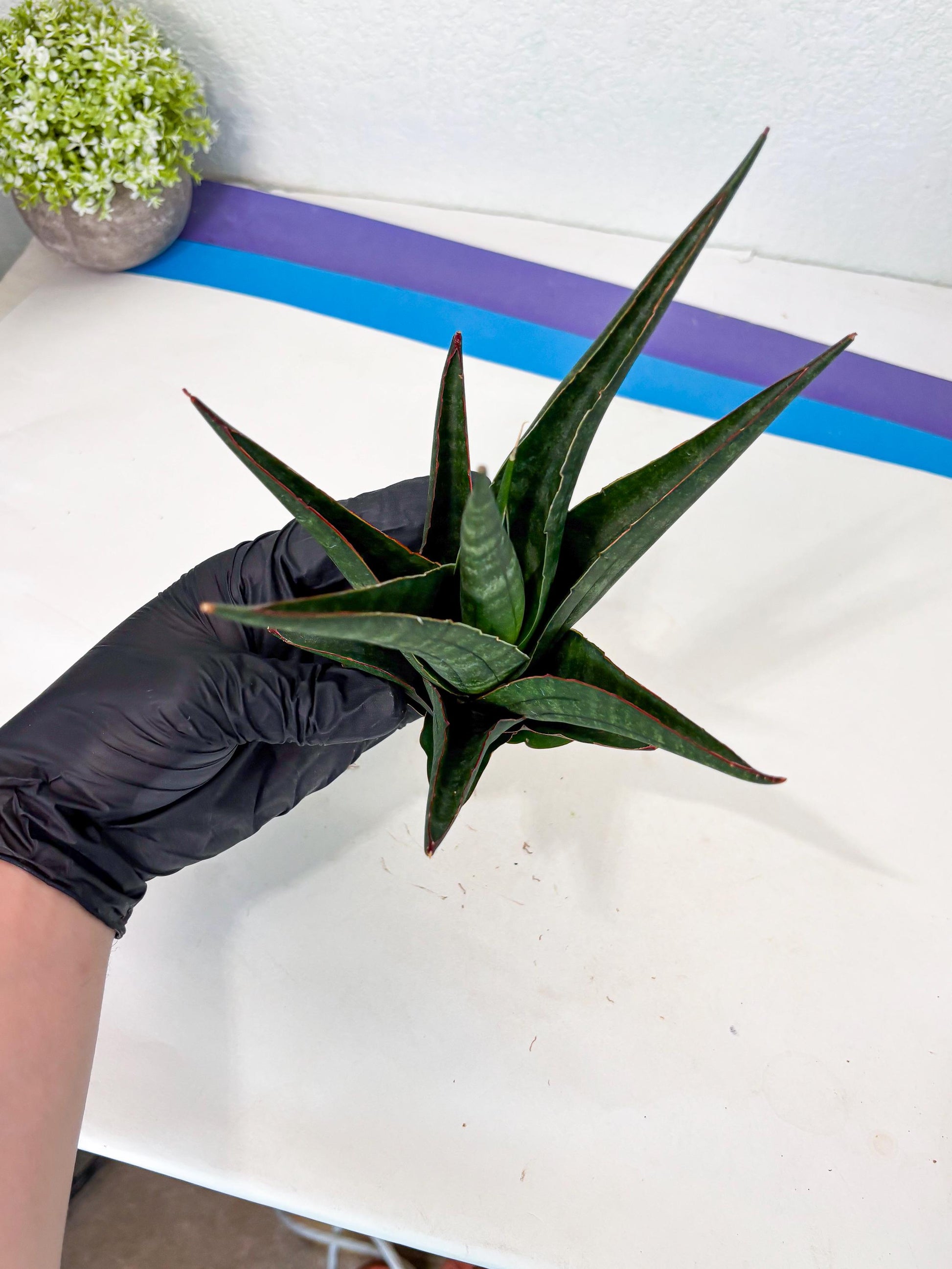 Sansevieria Manny Pacquiao X Boncel (Ha7) (13) | Hybrids