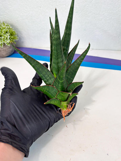 Sansevieria Manny Pacquiao X Boncel (Ha7) (13) | Hybrids